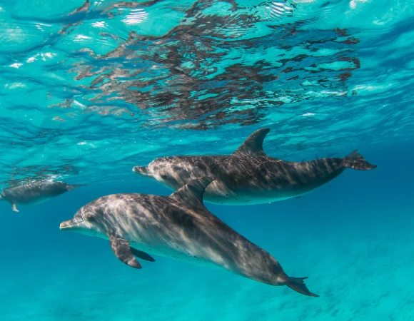 Snorkeling and Swimming with Dolphins: 1 Epic Day in the Red Sea You’ll Never Forget