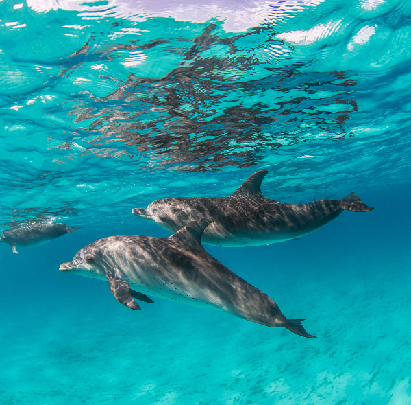 Snorkeling and Swimming with Dolphins: 1 Epic Day in the Red Sea You’ll Never Forget